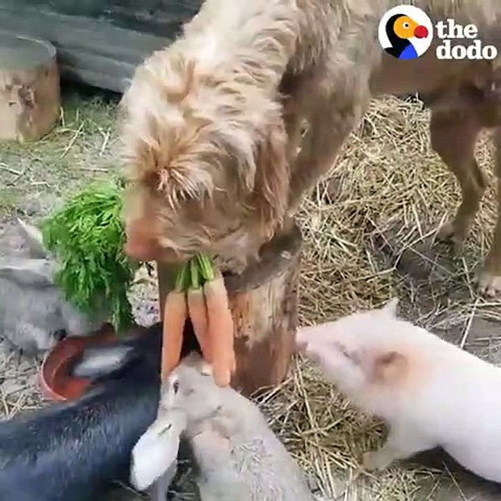 Nice Dog Always Makes Sure His Friends Eat First   The Dodo