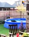 Dog Caught Sneaking Into A Swimming Pool   The Dodo