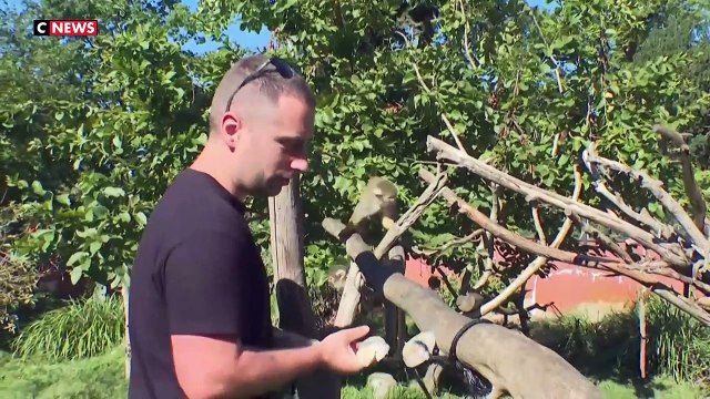 Vague de chaleur - Au Zoo de Thoiry, les équipes s'organisent afin d'aider les animaux à tenir durant cette canicule - Regardez