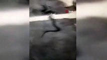 Sokak ortasında görülen yılan korkuttu