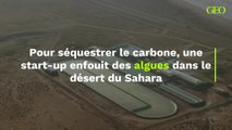 Une start-up enfouit des algues dans le désert du Sahara pour séquestrer le carbone
