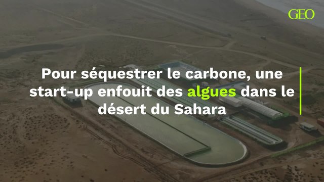 Une start-up enfouit des algues dans le désert du Sahara pour séquestrer le carbone