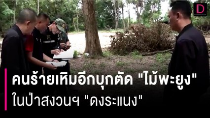 คนร้ายเหิมอีกบุกตัด "ไม้พะยูง" ในป่าสงวนฯ "ดงระแนง" เพิ่มอีก 2 ต้น | HOTSHOT เดลินิวส์ 22/08/66