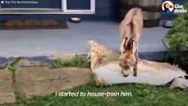 Tiny Donkey Thinks He's Actually A Dog    The Dodo