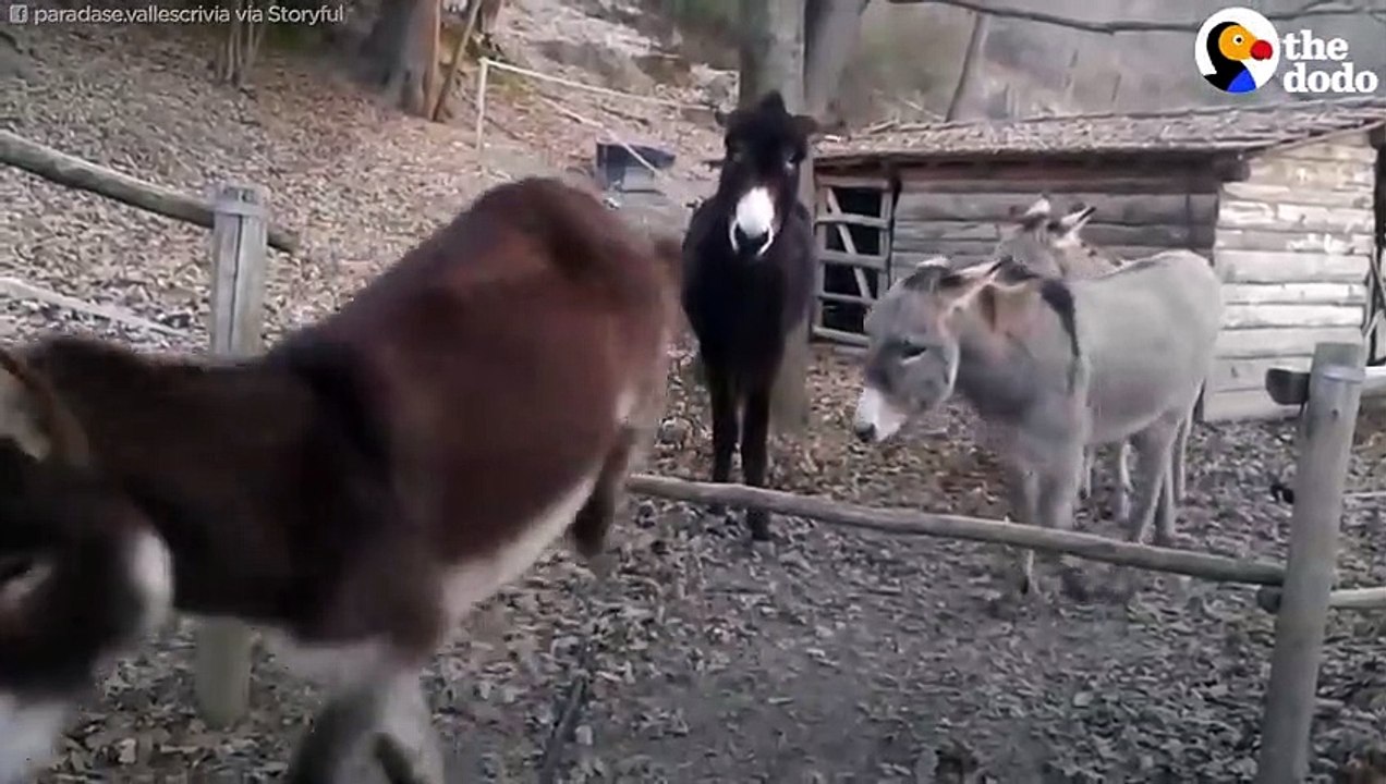 Donkey Has The Smartest Way Of Getting Over This Fence   The Dodo