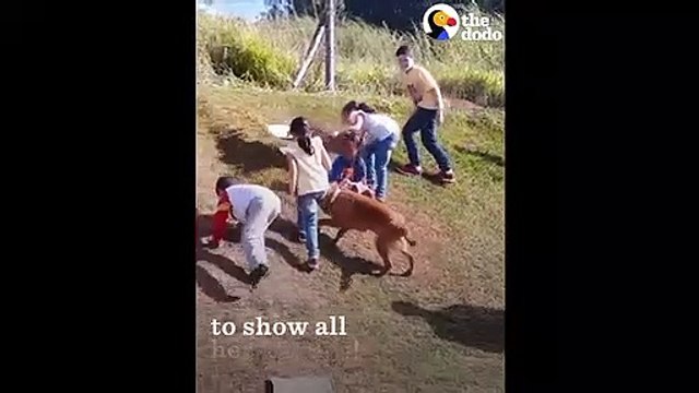 Dog Slides Down Hill With Kids The Dodo