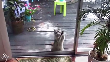 Raccoon Knocks On Door To Ask For Food   The Dodo