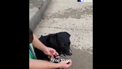 Ninja Dog REALLY Doesn't Want To Leave the Beach    The Dodo