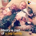 Smiling Pit Bull Loves His New Family So Much   The Dodo