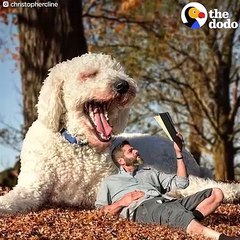 ENORMOUS Dog Photoshopped into Hilarious Photos   The Dodo