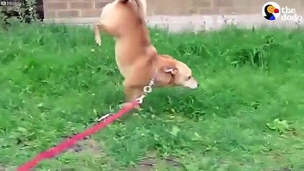 Dogs Do Handstands To Pee   The Dodo