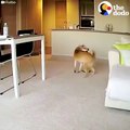 Funny Dog Siblings Home Alone CAUGHT ON CAMERA   The Dodo
