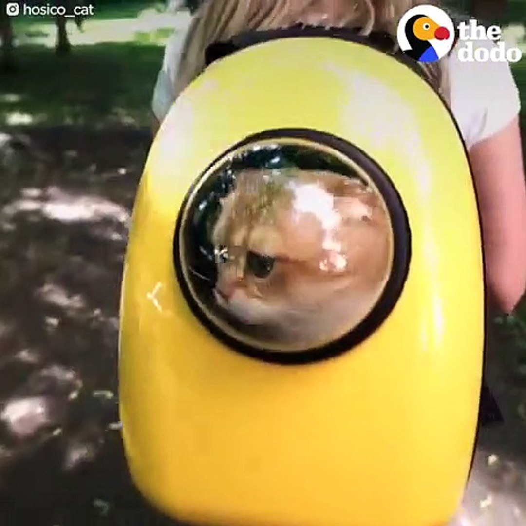 ⁣Funny Pets In Suitcases Compilation   The Dodo Daily