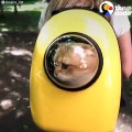 Funny Pets In Suitcases Compilation   The Dodo Daily