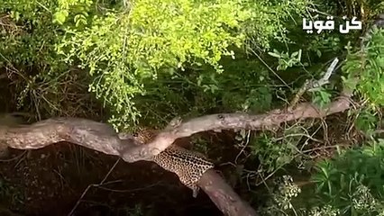 صراع الضباع الافريقية والحيوانات البرية في سافانا أفريقيا القاحلة  عالم الحيوانات المفترسة