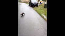 Otter Chases Man Trying to Take Photo   The Dodo