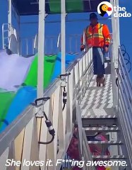 Dog Rides Slide Over and Over Again   The Dodo