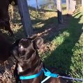 French Bulldog Meets Cows, Instantly Feels Awkward