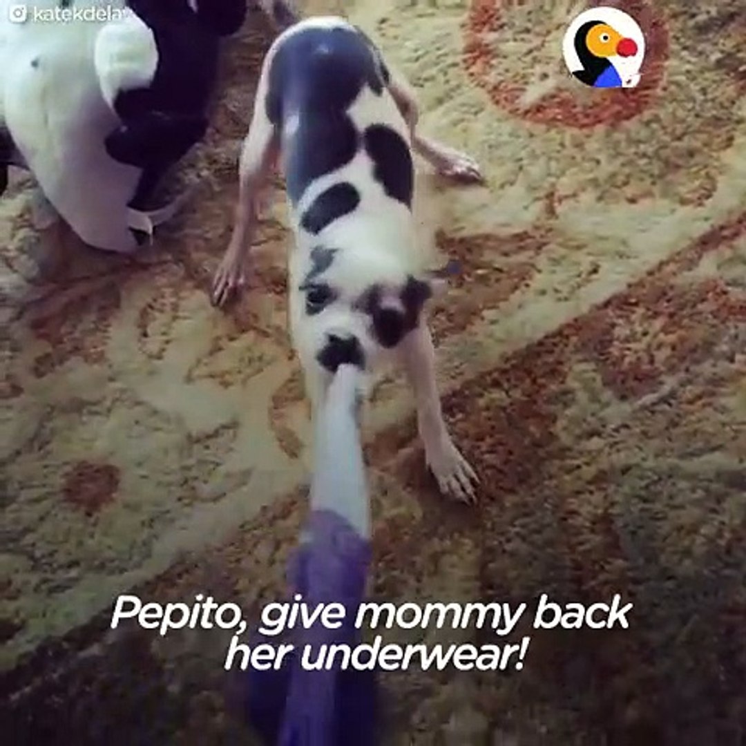 ⁣Pets Stealing Underwear Compilation   The Dodo Daily