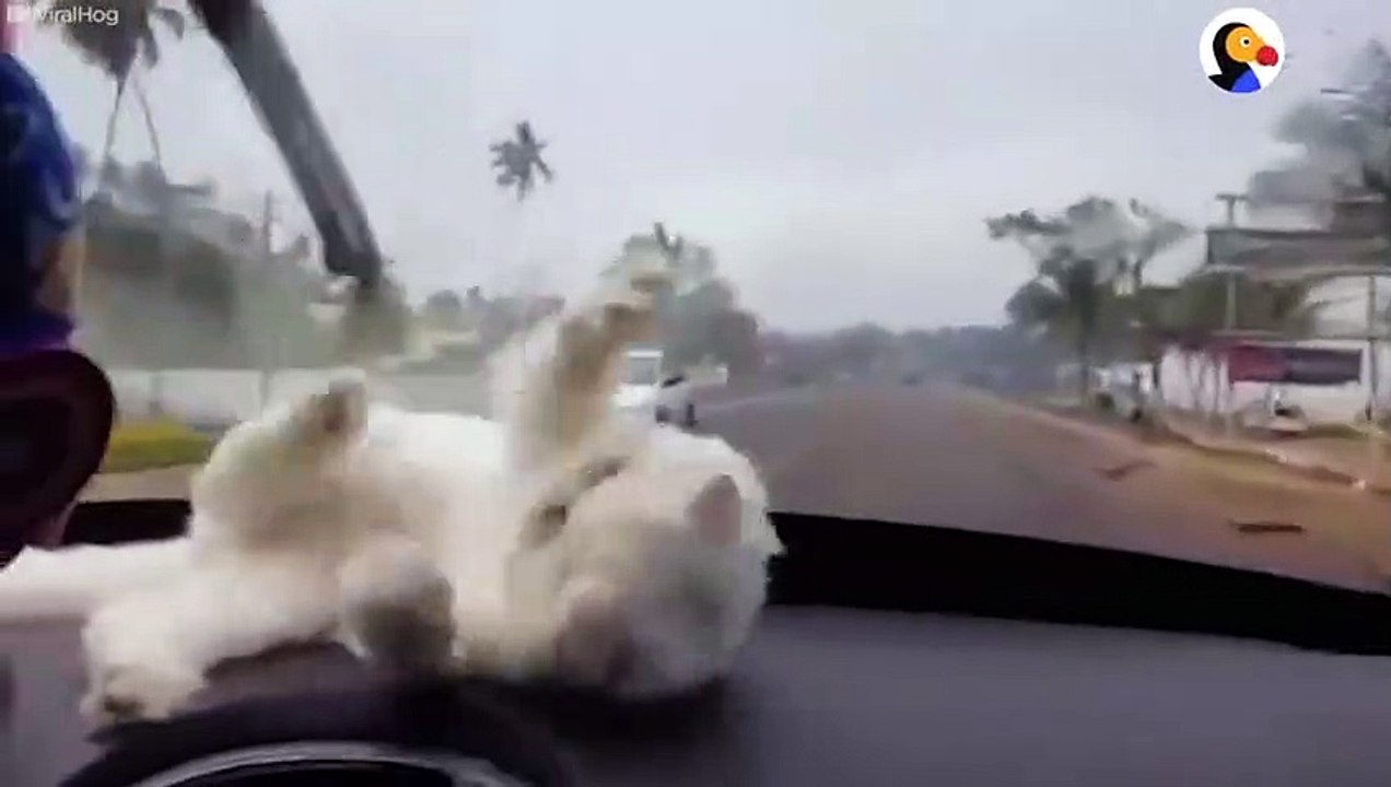 Dashboard Kitten Chases The Windshield Wipers   The Dodo