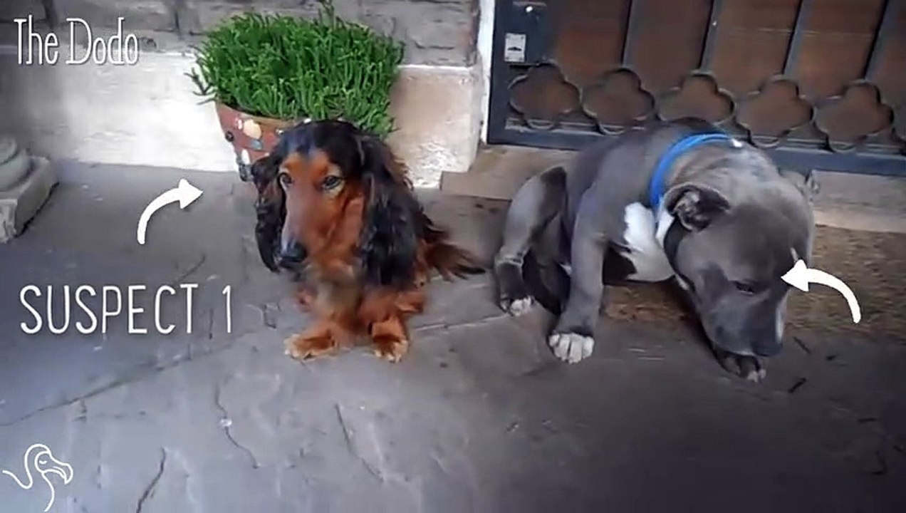 Guilty Dog Pleads The 5th