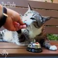 Cat Rings A Bell, Human Brings Treats