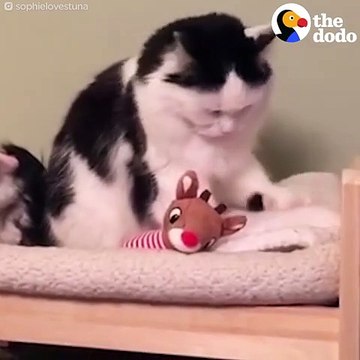 Cat Tucks Herself Into Bed The Dodo