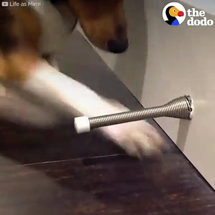 Dogs Fight Doorstops   The Dodo