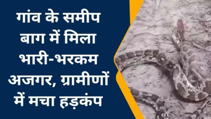 फतेहपुर: गांव के समीप बाग में मिला भारी-भरकम अजगर ग्रामीणों में मचा हड़कंप