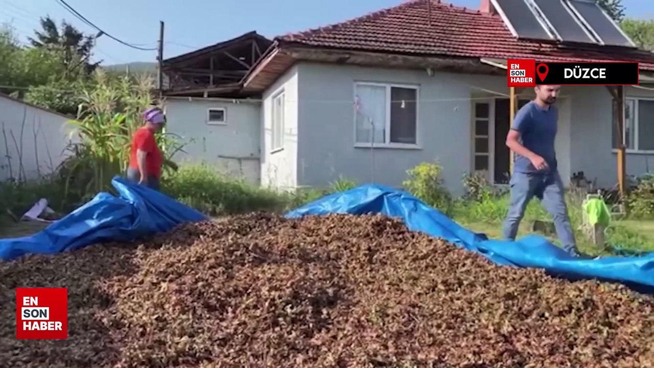 Tarım arazilerinin yüzde 85'inde fındık ekili Düzce'de hasat sürüyor