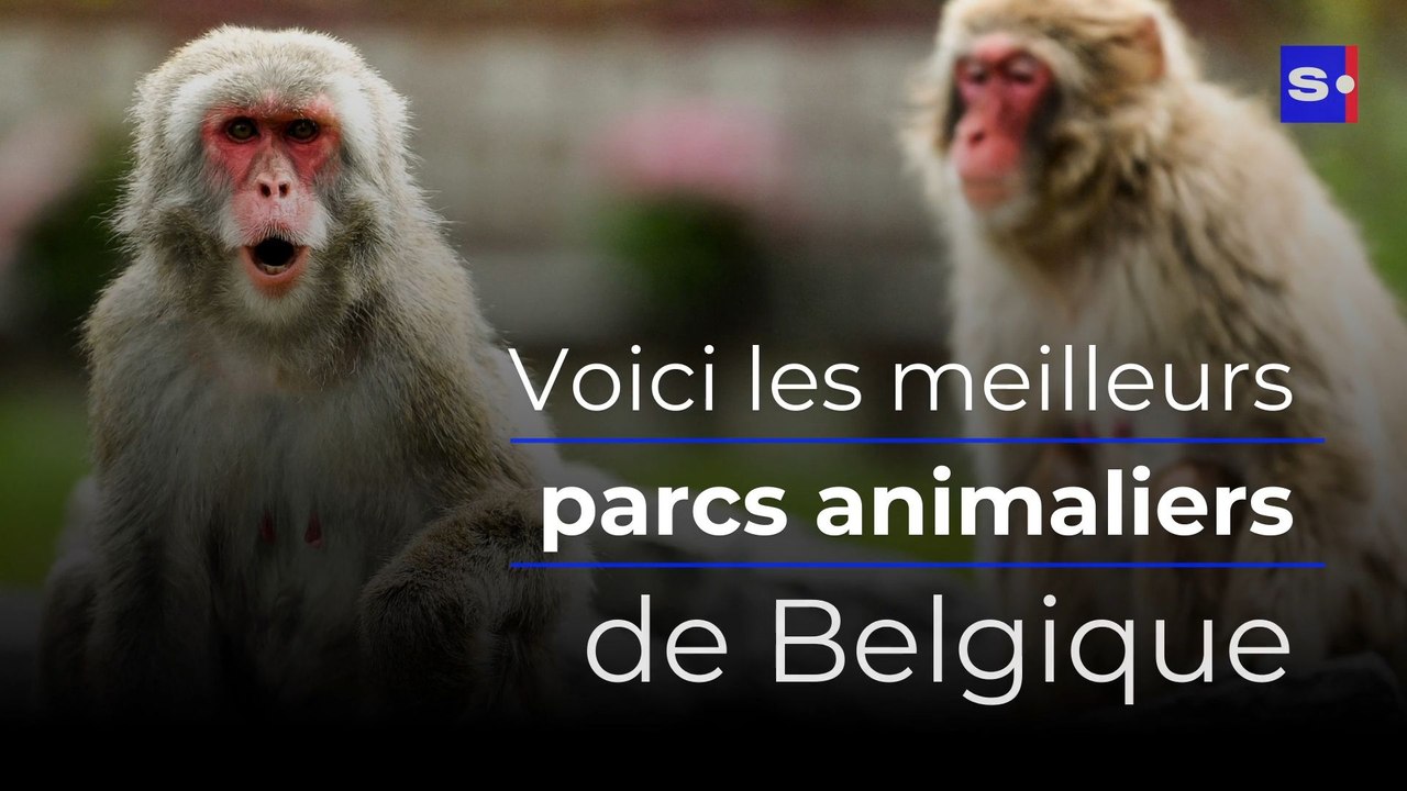 Pairi Daiza, Aywaille, Planckendael... : voici les meilleurs parcs animaliers de Belgique