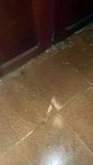 Gelo invade casa de morador