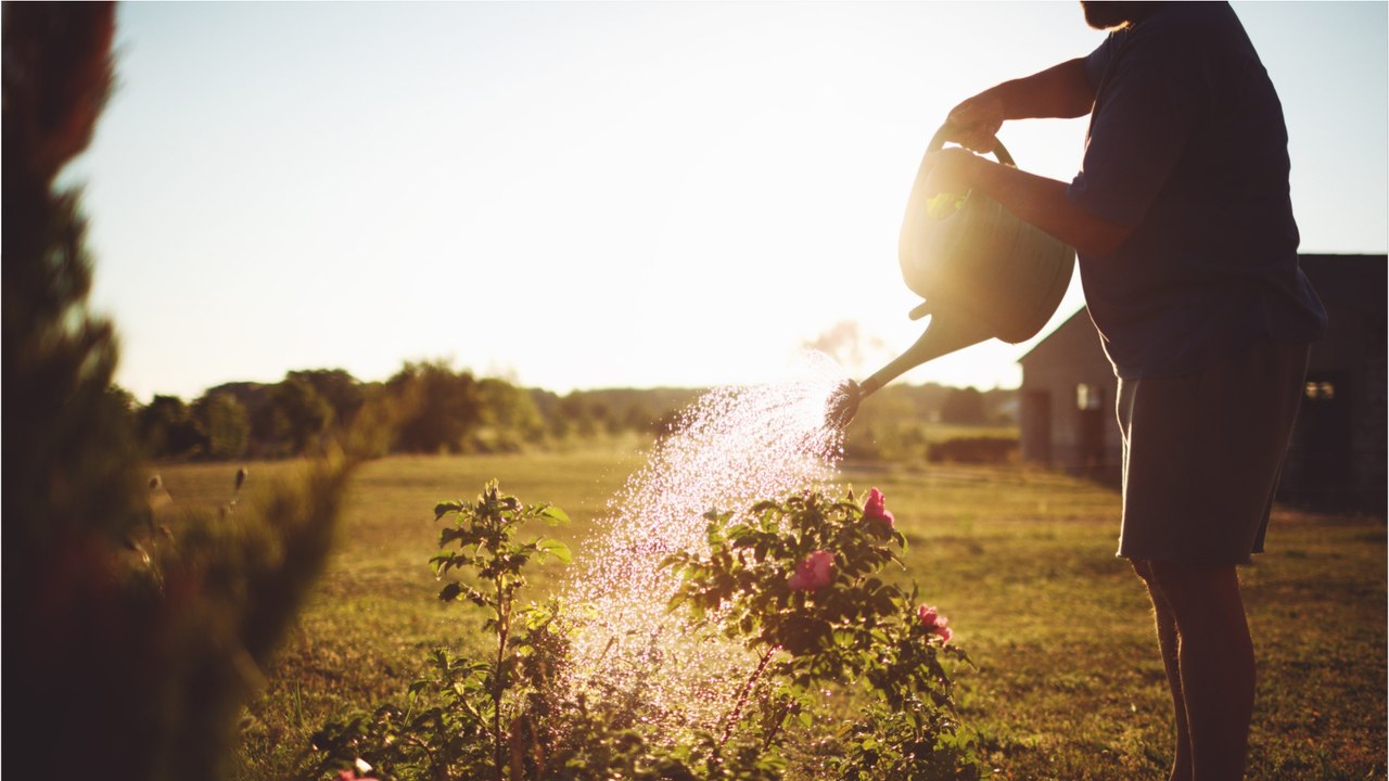Bis zu 50.000 Euro Bußgeld drohen: Worauf Sie beim Gießen im Sommer achten müssen