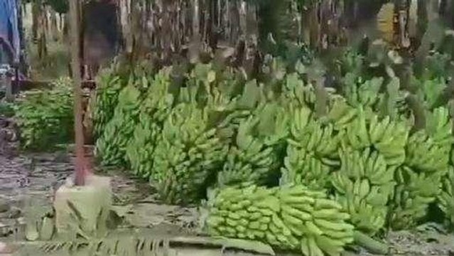 बस्ती:किसान के बेटे ने केले की खेती से बनाया करोड़ों का व्यवसाय