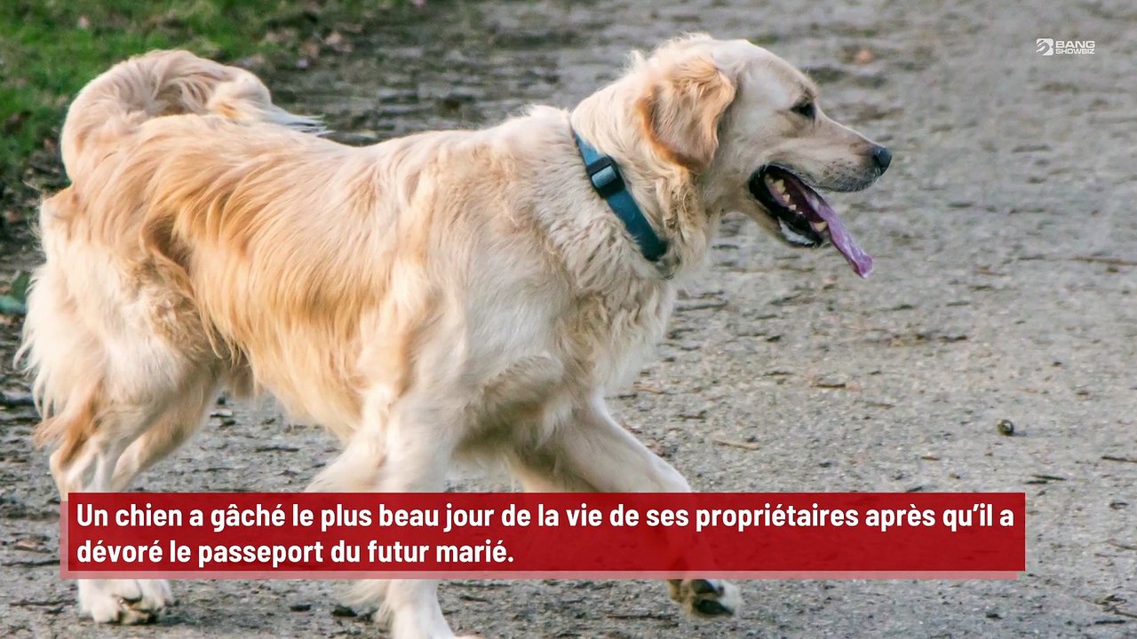 Le plus beau jour de leur vie a été gâché par leur chien !