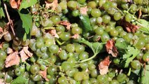 La sequía propicia el adelanto de la vendimia de algunas variedades en Ciudad Real