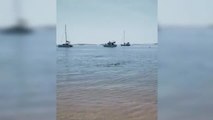 El espectacular vídeo de un delfín cazando peces en la misma orilla