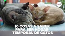 10 cosas que debes saber antes de ser hogar temporal para gatos