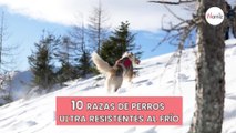 10 razas de perros ultra resistentes al frío