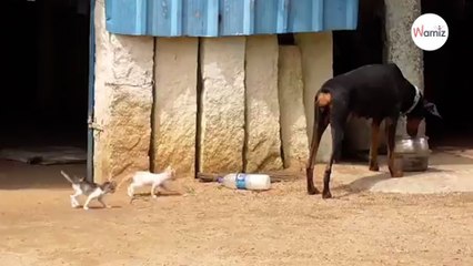Dóberman se encuentra con tres gatitos desamparados y decide convertirse en su mamá