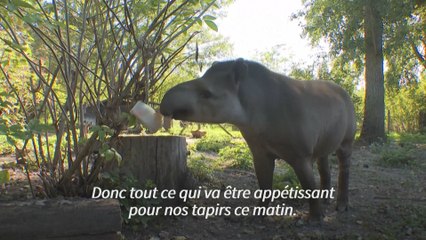 Canicule en France: des glaçons "friandises" pour les animaux contre la chaleur