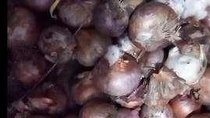 अलीराजपुर: टमाटर के भाव ने दी राहत, अब लोगों को रुला रहा है प्याज़