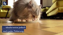 Hund, Katze und Co: So oft sollten Futternäpfe von Haustieren gereinigt werden