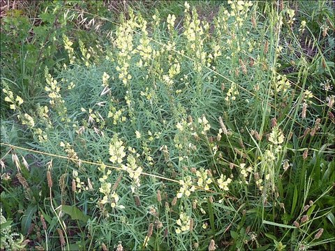 Fleurs - Musique : Reel à Conrad Drouin (R Bazinet) - Eric : guitares, mandolines.