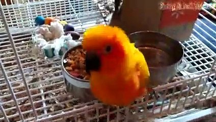 Animals vs People - Funny Animals Get Their Revenge Part 5