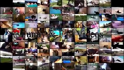 Dog Really Hates Middle Finger - Funny Dogs - Angry Dogs Compilation