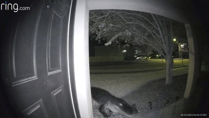 Early Morning Gator Visit