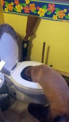 Golden Puppy Dog Paddling In Toilet Bowl