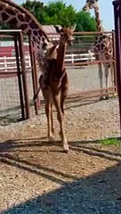 Bright's Zoo in Tennessee has welcomed what could be the world's only spotless giraffe