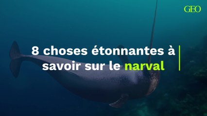 8 choses étonnantes à savoir sur le narval